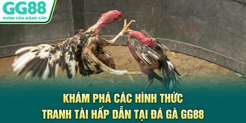 Khám phá các hình thức tranh tài hấp dẫn tại đá gà GG88